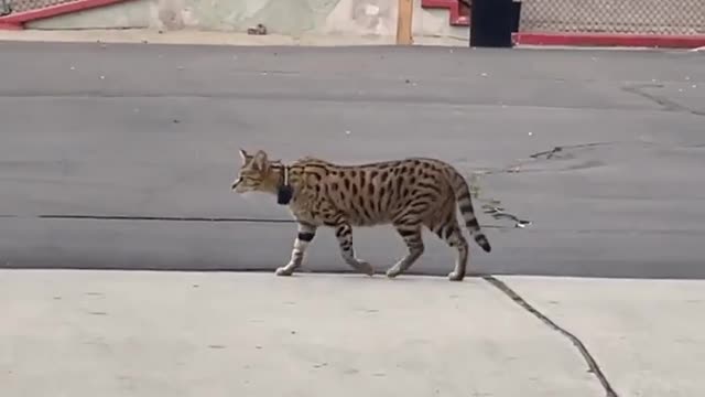 WEIRD CAT IN SAN DIEGO
