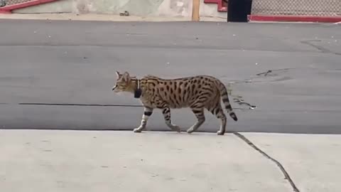 WEIRD CAT IN SAN DIEGO