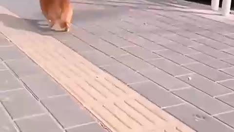 #dog funny🤣🤣🤣 video🔥🔥🔥#12