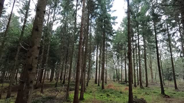 walking out of a woodland shot from the GoPro