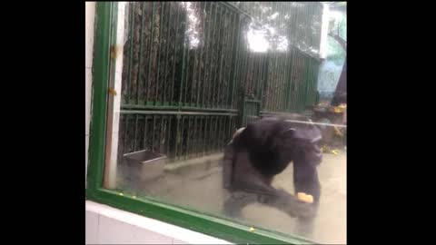 Chimpanzee eats bread with water, just like humans