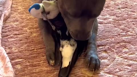 GIGGLE SUNDAY 6-11-23