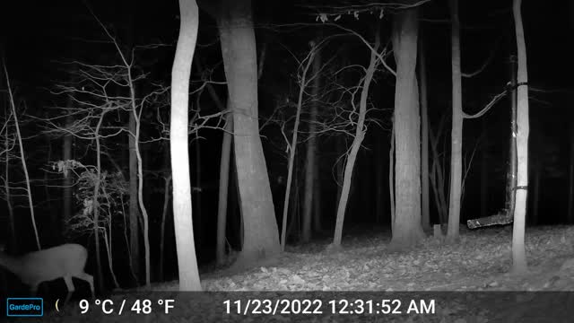 The Woods – 11/23/2022