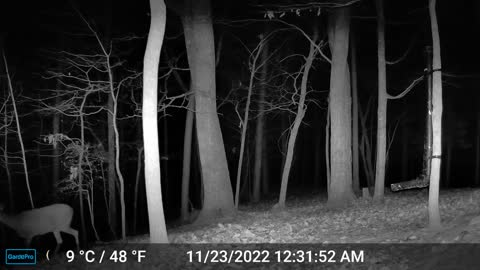The Woods – 11/23/2022