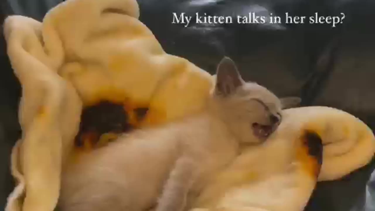 Little kitty talks while sleeping