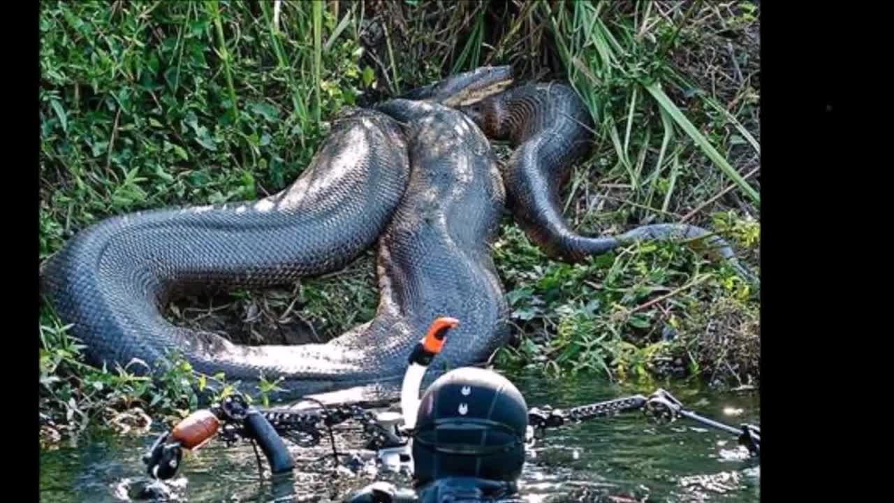 The Biggest Snake In The World