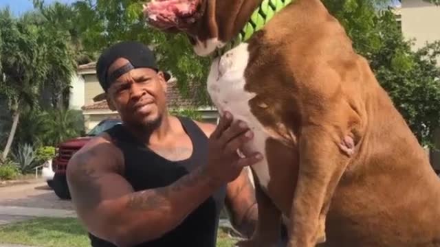 #viral #dog Funny Dog scene😂😂 funny dog#Viral, #DOG, #CUTE