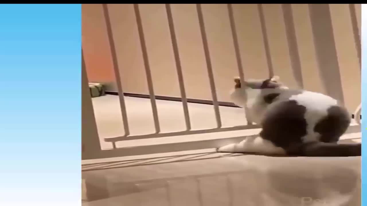 Top Funny Cat Videos