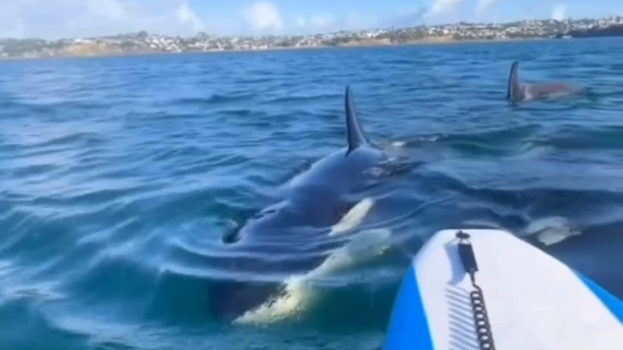 meeting with Orcas ❤️