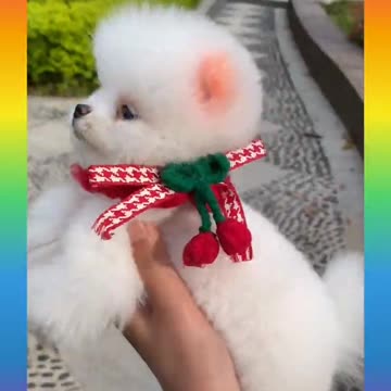 Cute and Funny Dog Videos Compilation _#short