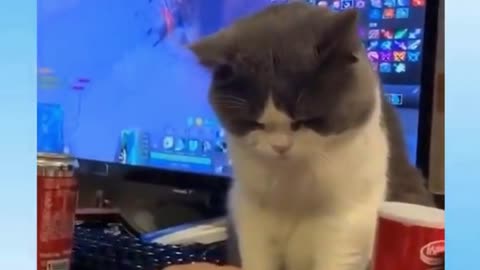 Cute Pets And Funny Animals