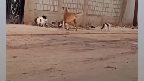 Cats attack on dog