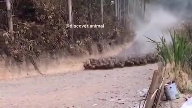 This videos can make release your stress - Animals Funniest Videos #18