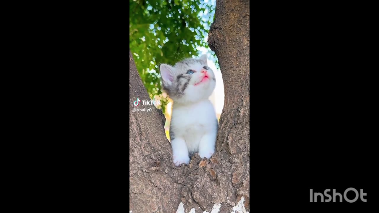 Cute Cat