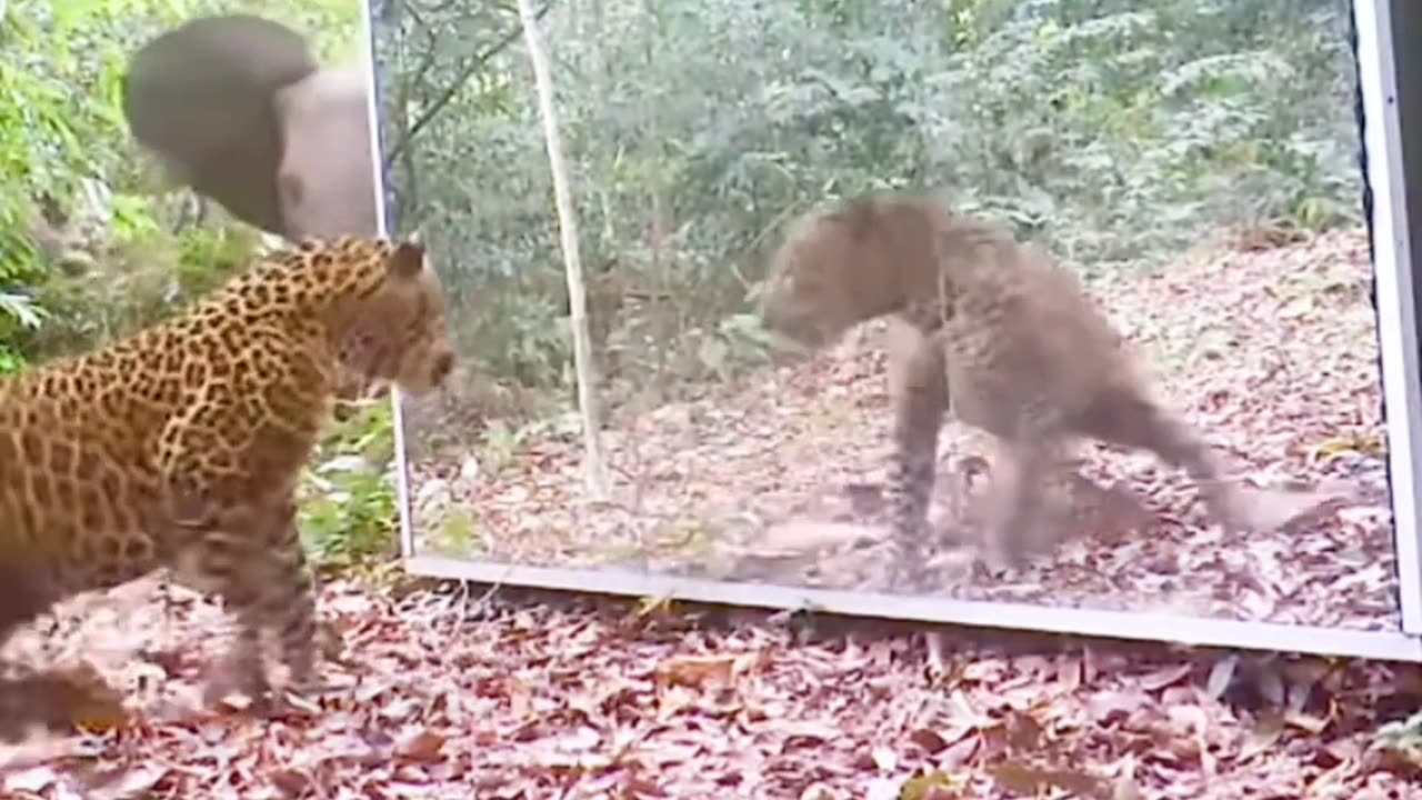 Leopard scared because of mirror 😅