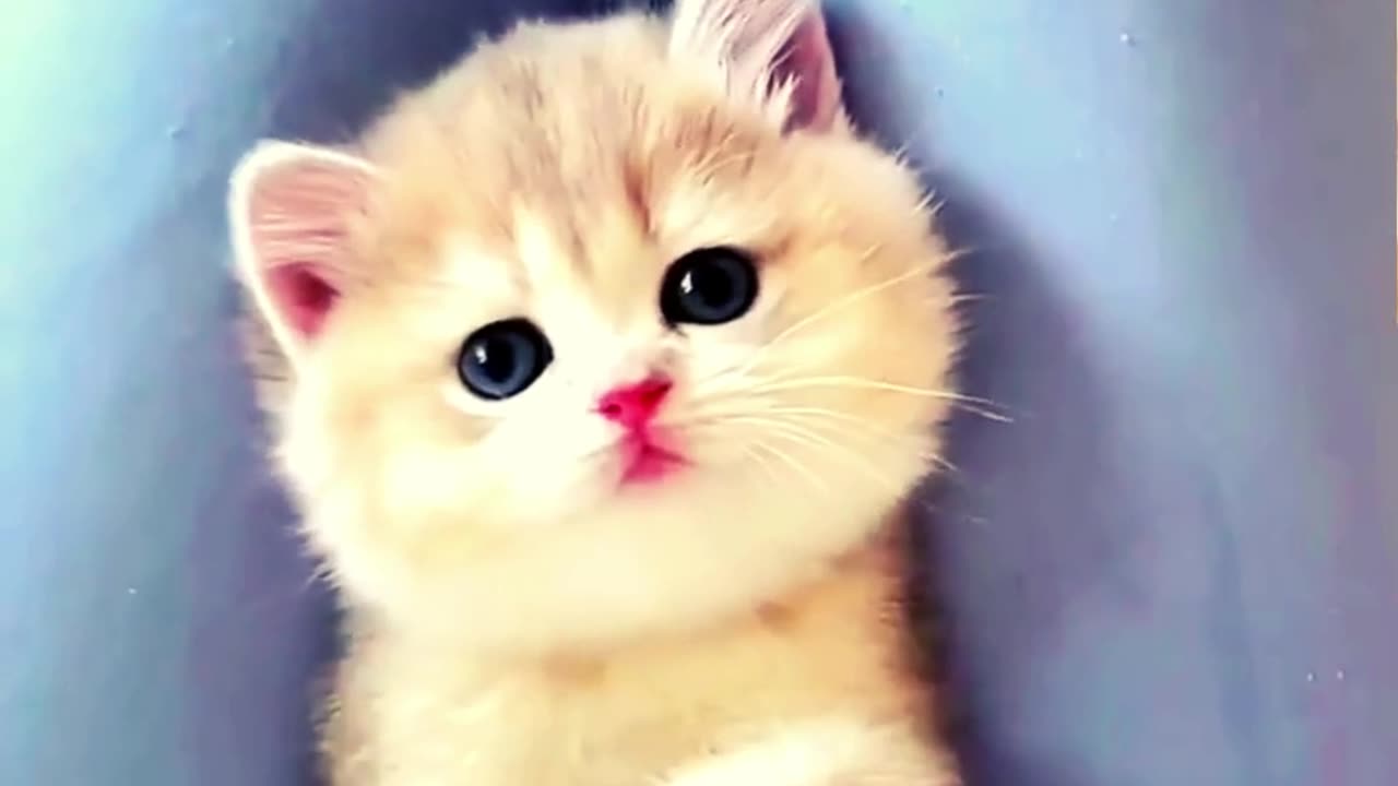 Hilarious Cats Compilation: Get Ready to Laugh!