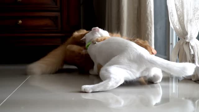 Cat Funny Fight Looks Amazing