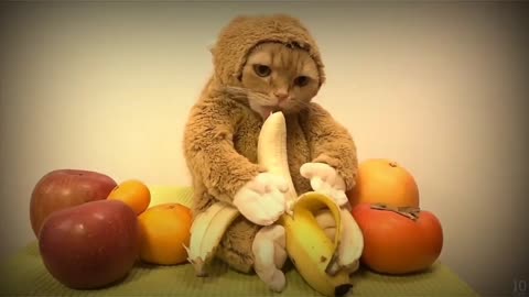 Just a cute kitten licking a banana