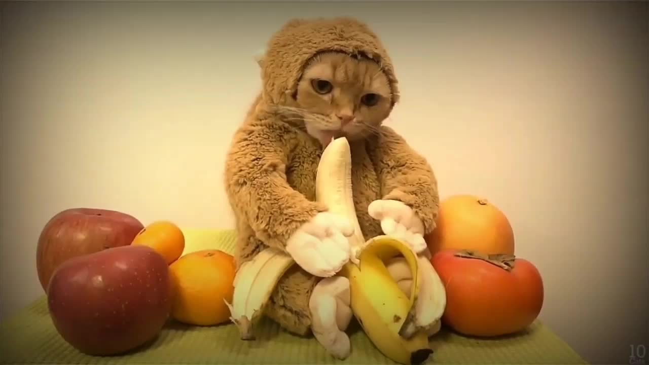 Just a cute kitten licking a banana