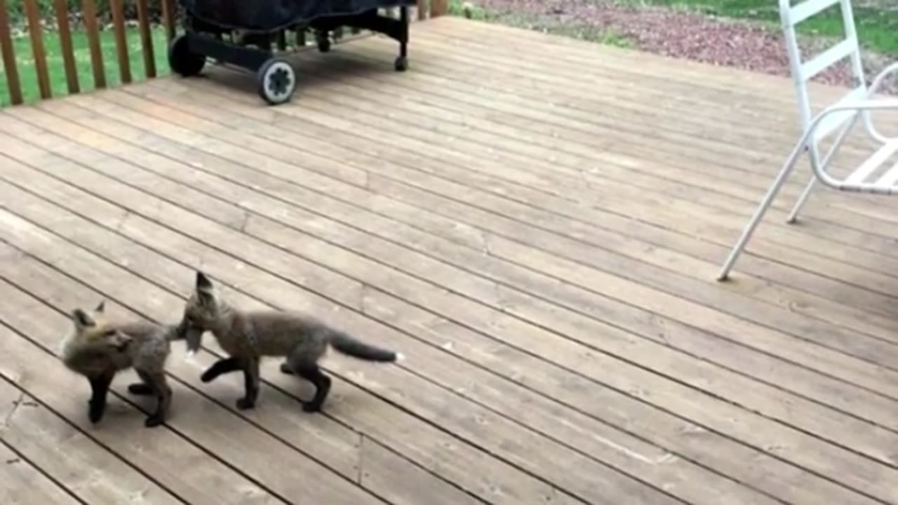 Adorable Baby Foxes Show Up On Womans Patio(1)