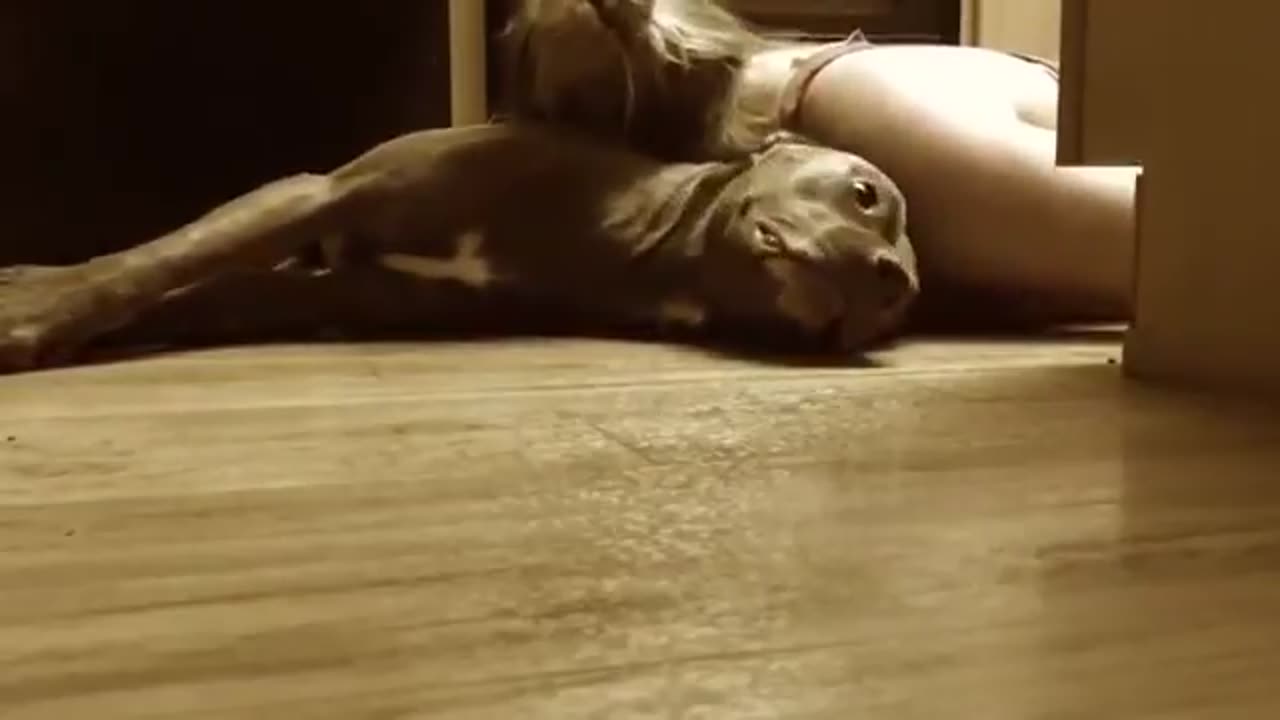 DOG PROTECTS OWNER DURING SEIZURE