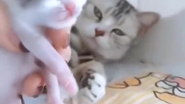 baby cat mother cat Love video