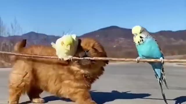 dog video
