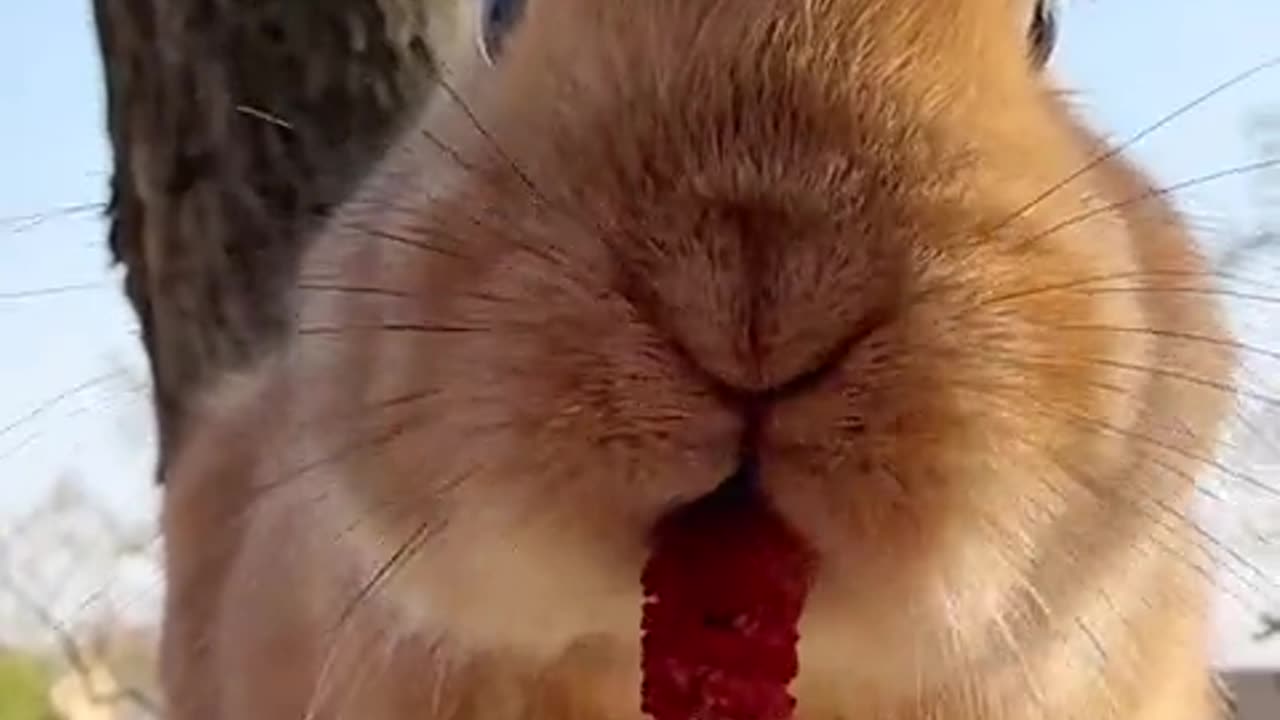 Guess what the little rabbit is eating?