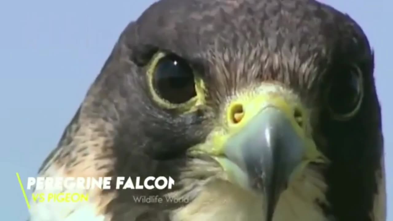 Animal funny videos and Eagle attack