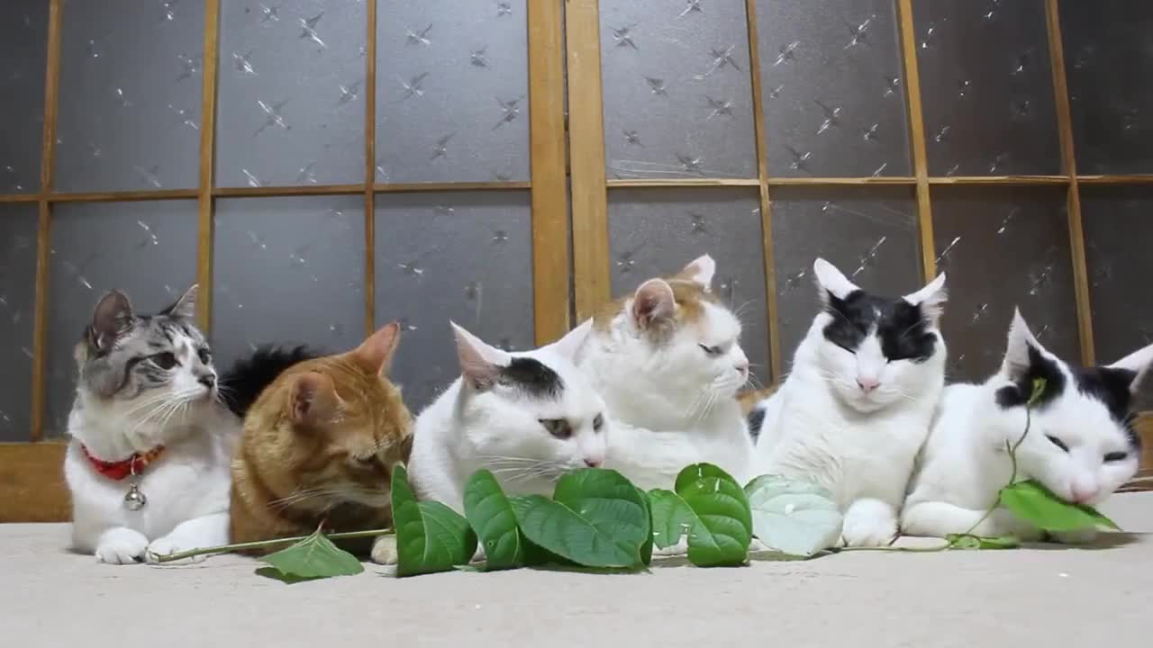 Gatos degustando hojas causan hipnosis al verlos