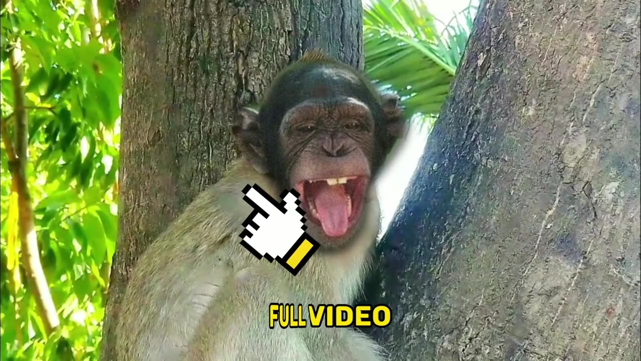 AWW New Funny Videos 20223😂 Cutest animals Doing Funny Things monkey