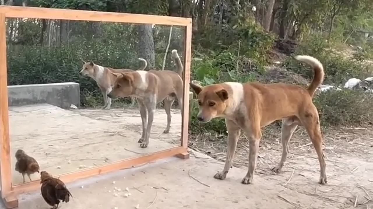 आप इस video😃😅 देखने के बाद आपकी हसीं नहीं रुकेगी#dog #mirror #short #henna #shortsfeed #laugh #fany.