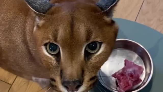 Caracal cat a lau breakfast