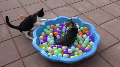 Cat Sneak Attacks (Ball Pit Version)