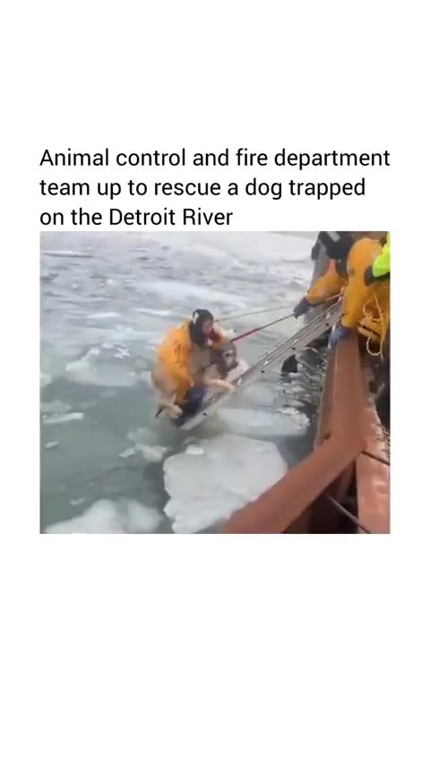 Detroit Fire and Rescue saving a dog