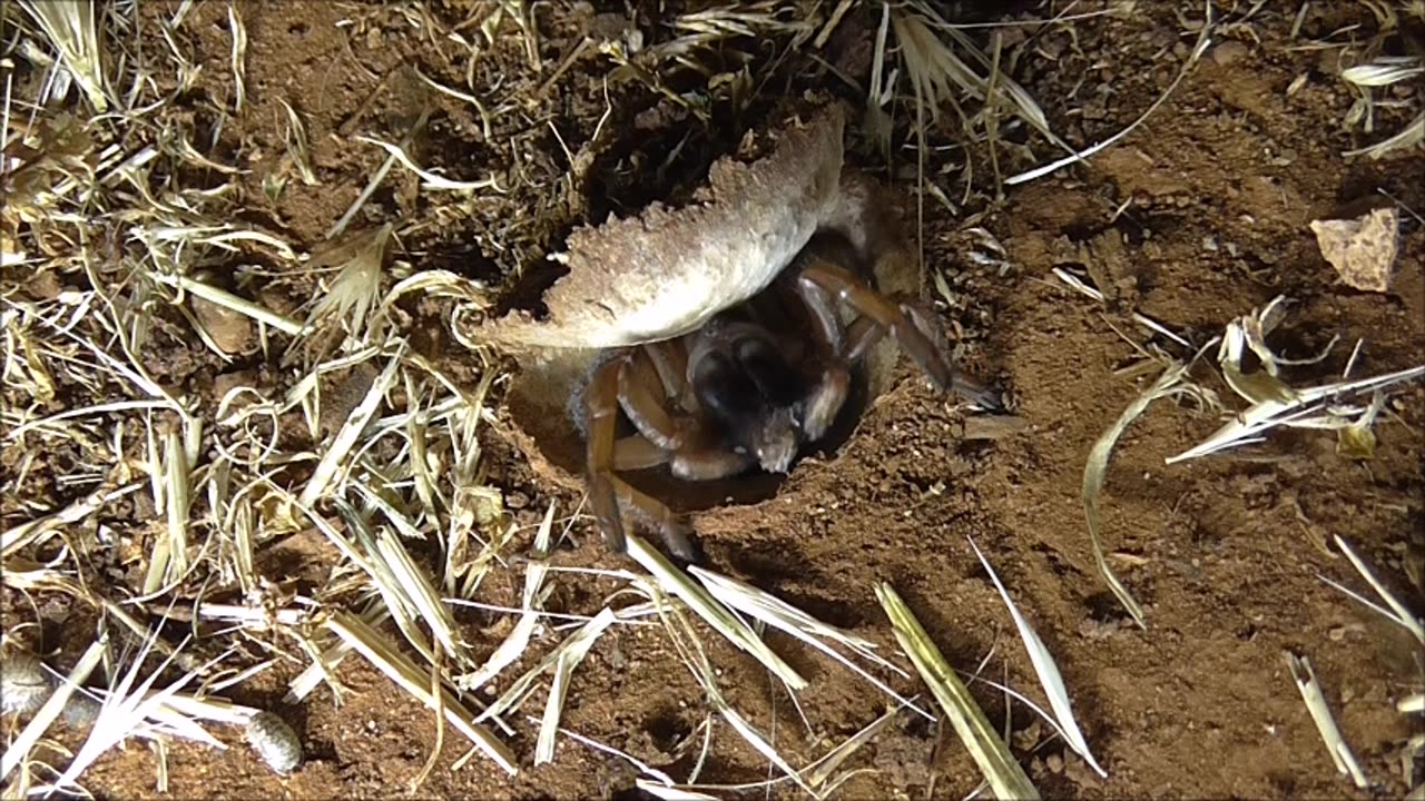 Trapdoor Spider sMOTHers A Moth