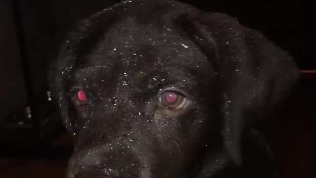 the dog gets high