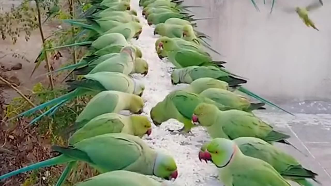 Parrots