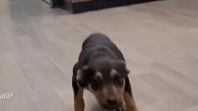 Funny Dog dancing.#rumble