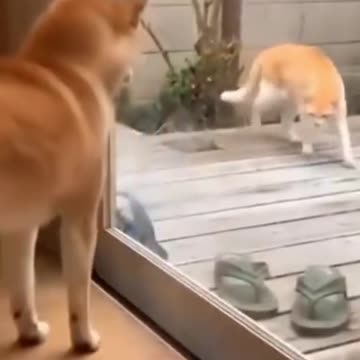 Your Pet Dogs And Cats Fighting