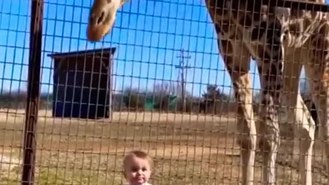 Curious Giraffe Gives Kiddo Kisses