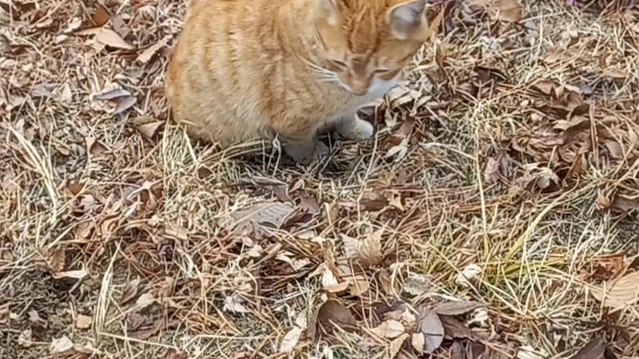 cat