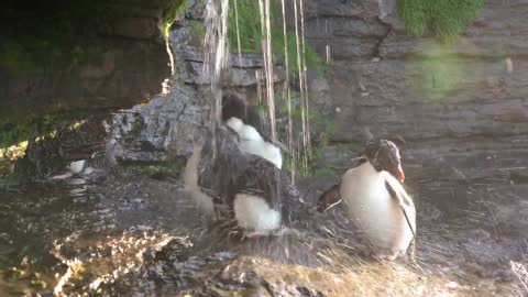 Penguins (Southern Rockhopper) Take a shower after coming out of the sea