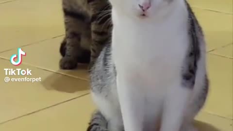 Cats moments funny