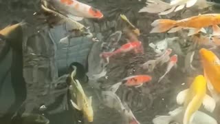 koi Fish