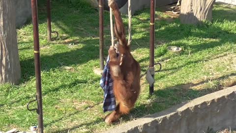 Orangutan at the Chiba Zoo - So Cute!!