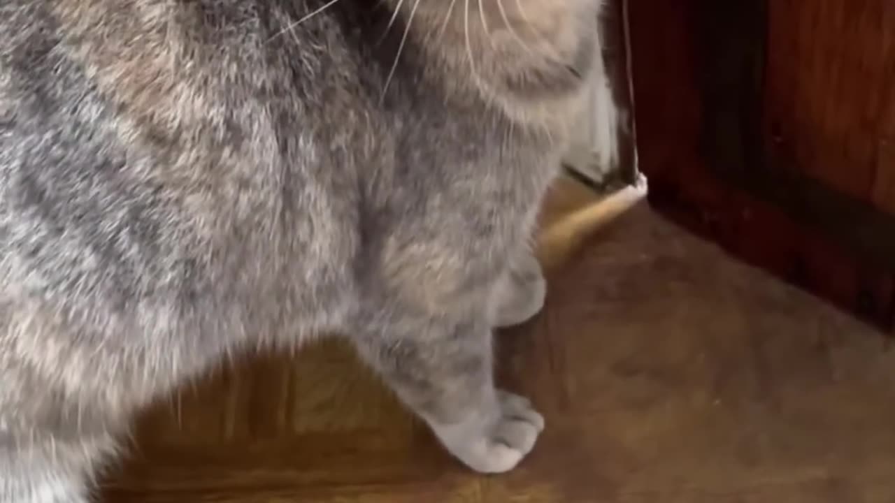 Meow Techniques to Draw Cats Towards You