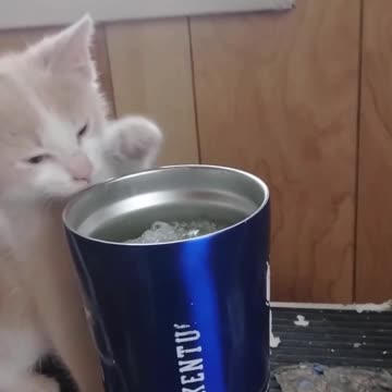 Cutest Thirst Kitten Ever! Adorable Baby Kitty Gets My Pop!