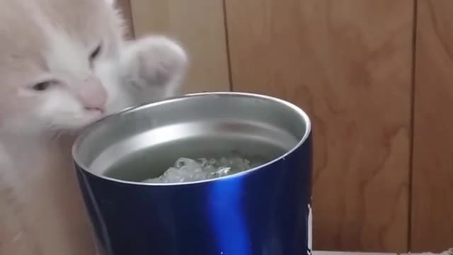 Cutest Thirst Kitten Ever! Adorable Baby Kitty Gets My Pop!