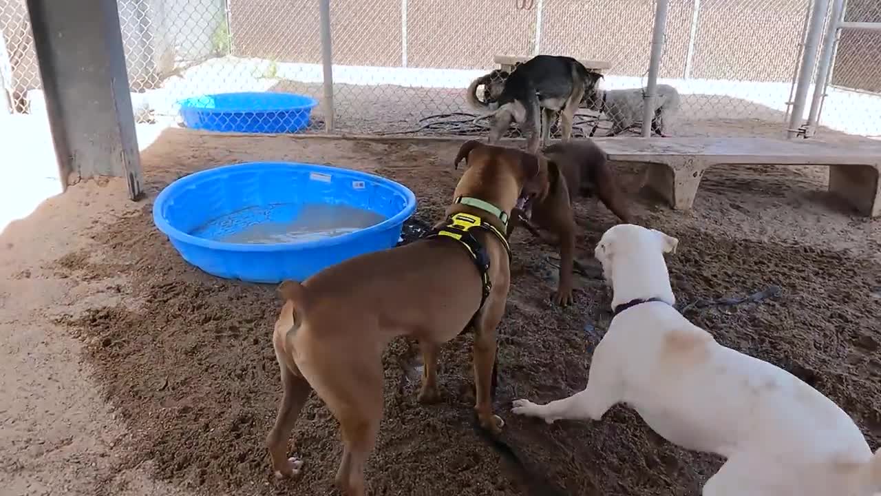 Dogs playing: Episode 30